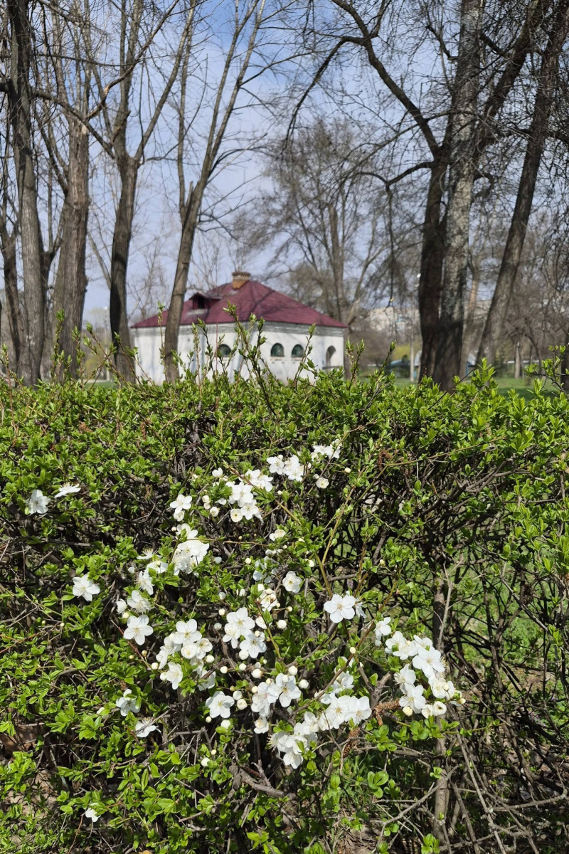 Весна в "Дубовці": у запорізькому парку розквітли ніжні білі магнолії (фото)