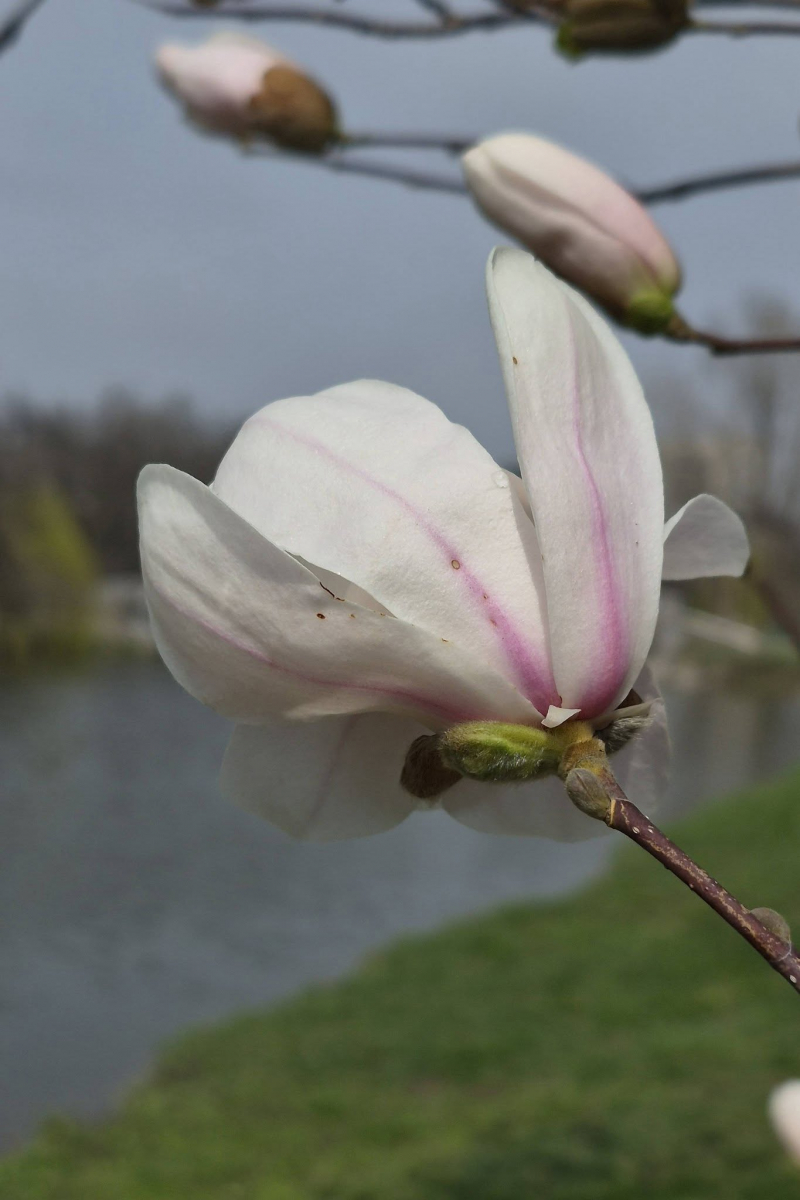 Весна в "Дубовці": у запорізькому парку розквітли ніжні білі магнолії (фото)