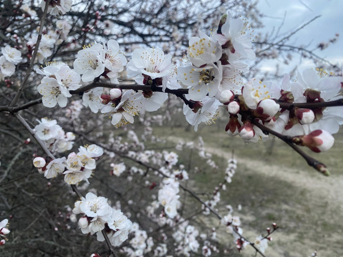 Квітучий абрикос у Запоріжжі. Фото: Ірина Єгорова