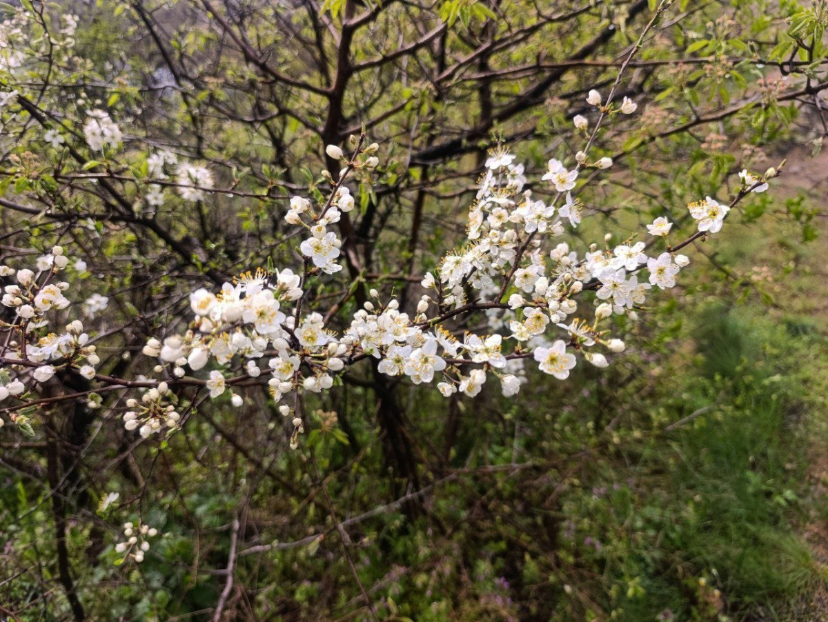 Хортиця в квітні 2026 року. Фото: Антоніна Фролова