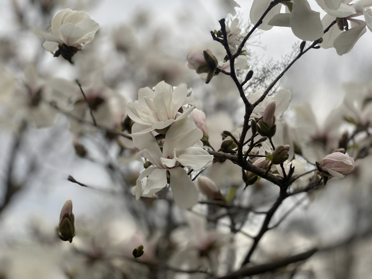 Магнолії у "Дубовому гаю". Фото: Ірина Єгорова