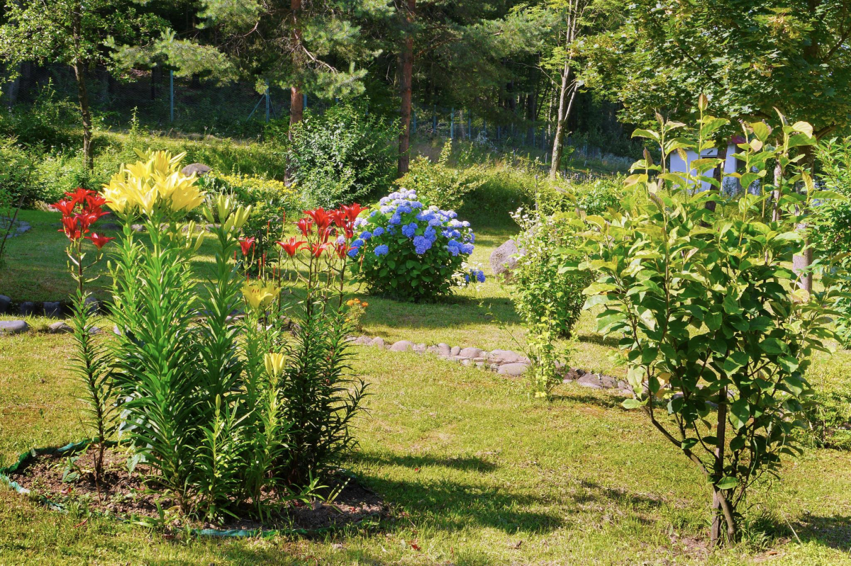 Які квіти треба садити у квітні - поради для красивого саду