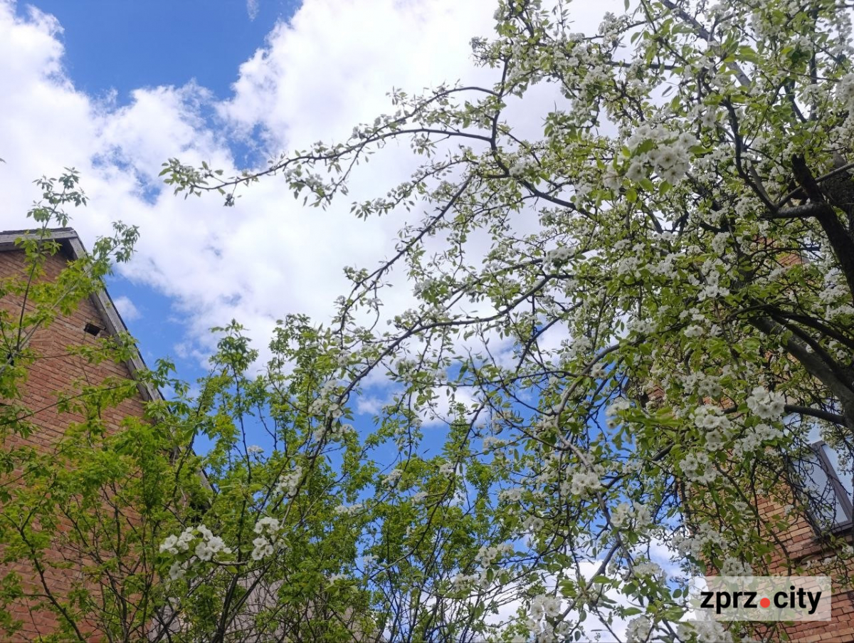 Від найстарішої школи до справжнього замку: які незвичайні менонітські будівлі можна побачити в Запоріжжі (фото)