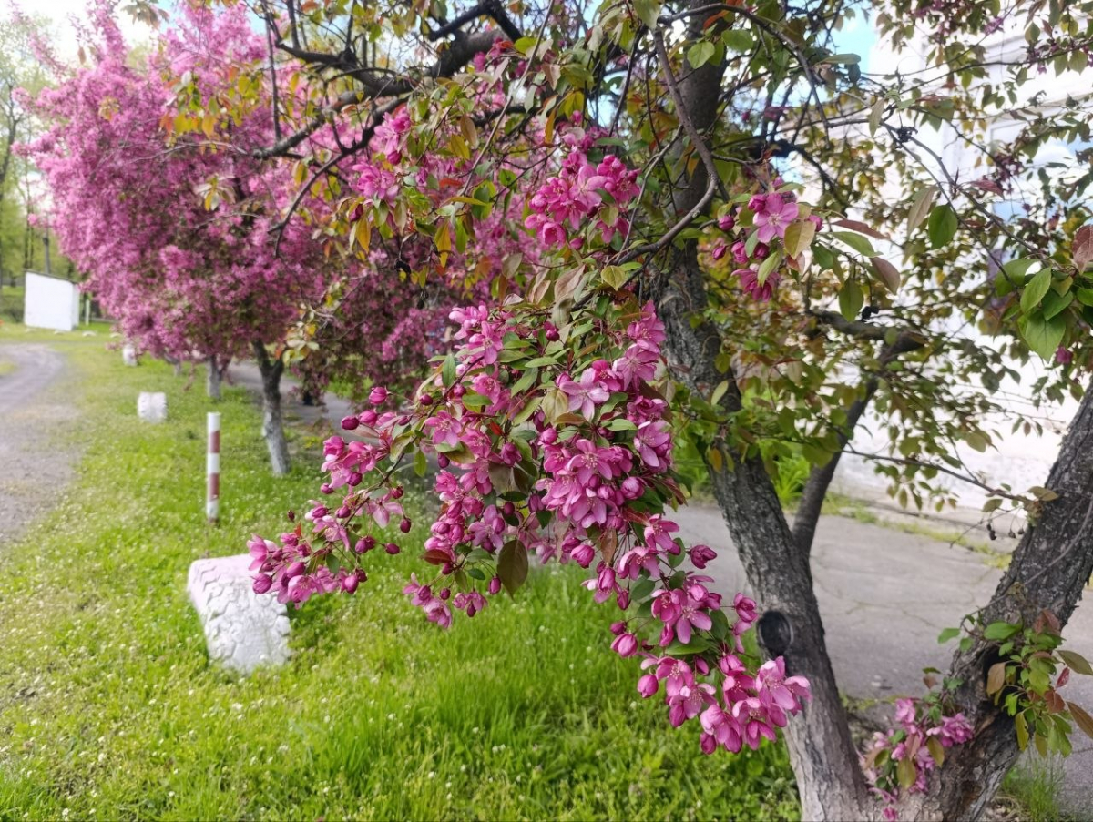 Квітучі яблуні у Запоріжжі. Фото: Антоніна Фролова