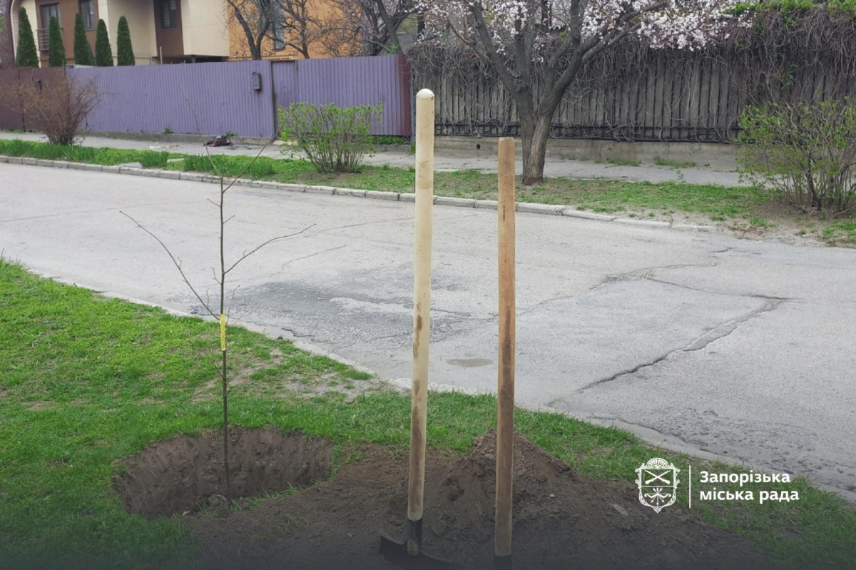 Живий символ пам'яті: в Запоріжжі висадили іменні липи для «азовців» (фото, відео)