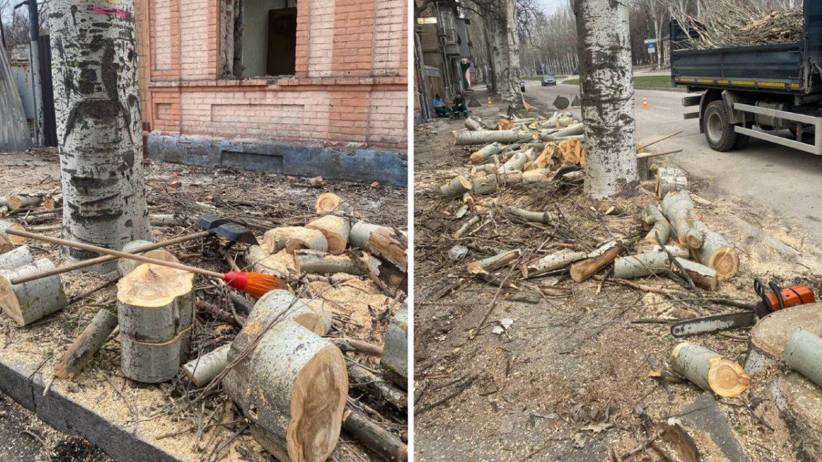 Зрубали під корінь: у Запоріжжі екологи перевірили законність знесення тополь