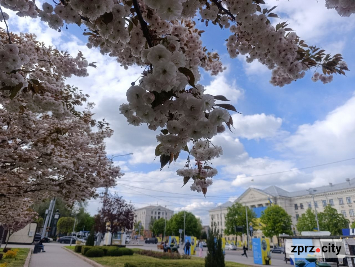 Біла сакура в Запоріжжі. Фото: Антоніна Фролова