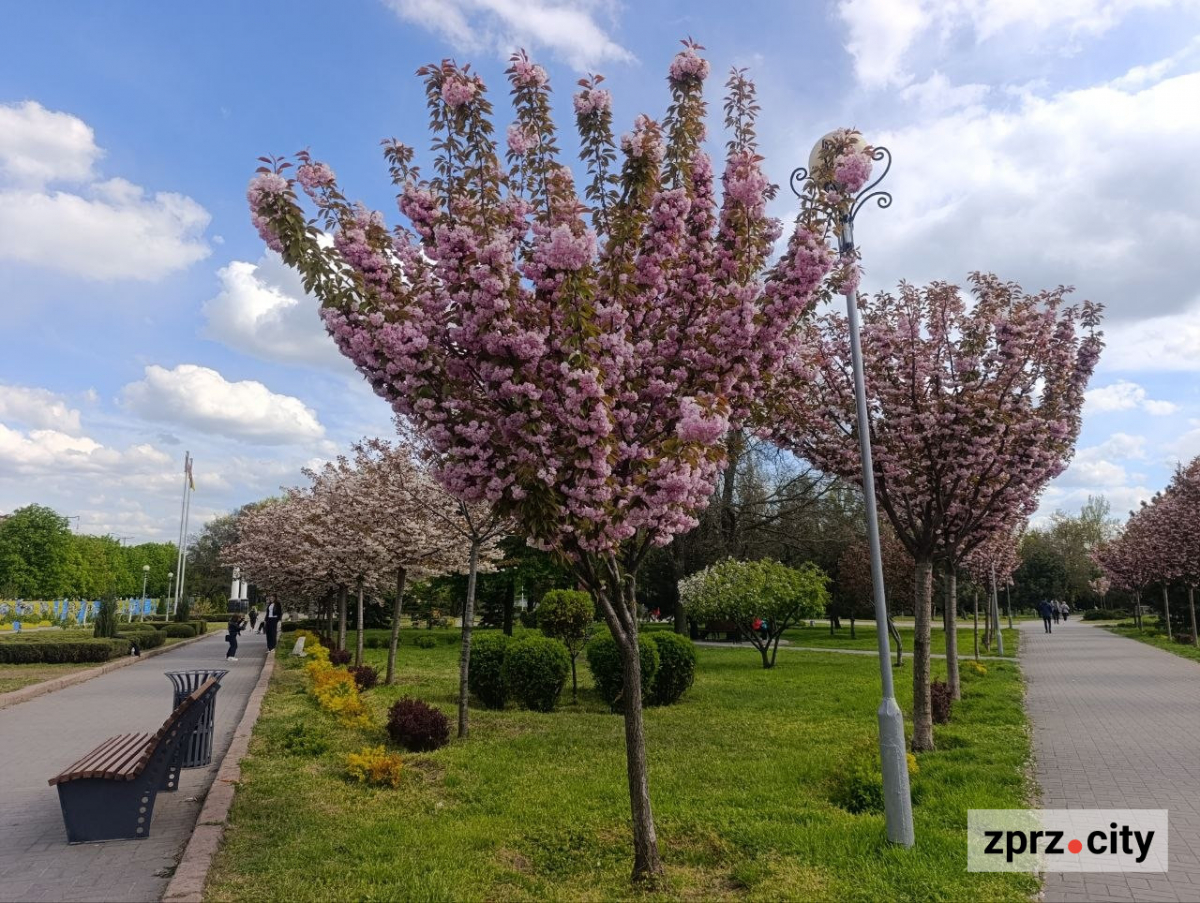 Сакури на бульварі Шевченка в Запоріжжі. Фото: Антоніна Фролова